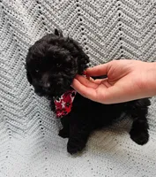 Topher, a male Maltipoo for sale in Snowflake, AZ – Photo 2 of 7