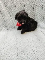 Topher, a male Maltipoo for sale in Snowflake, AZ – Photo 7 of 7