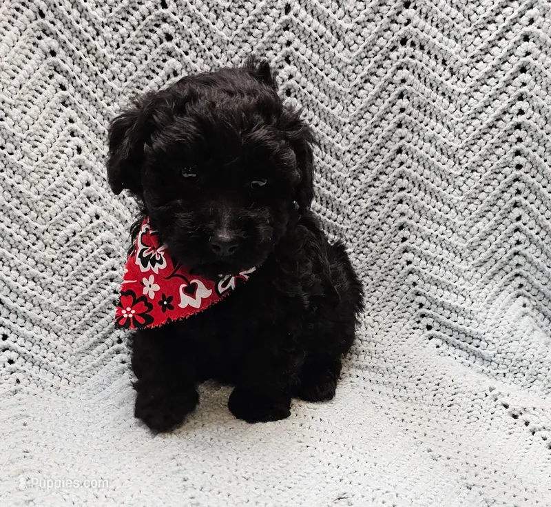 Topher, a male Maltipoo for sale in Snowflake, AZ – Photo 1 of 7