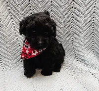 Topher, a male Maltipoo for sale in Snowflake, AZ – Photo 1 of 7