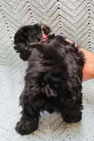 Topher, a male Maltipoo for sale in Snowflake, AZ – Photo 4 of 7
