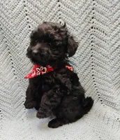 Topher, a male Maltipoo for sale in Snowflake, AZ – Photo 6 of 7