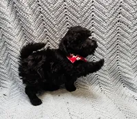 Topher, a male Maltipoo for sale in Snowflake, AZ – Photo 3 of 7