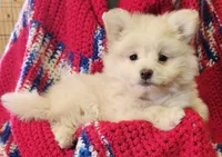 LAURENA, a female Pomeranian and Morkie for sale in Snowflake, AZ – 6 of 9