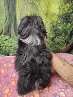 FANNY, a female Toy Australian Shepherd and Mal Shi for sale in Snowflake, AZ – 2 of 7