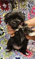 HONEY , a female Maltese and Toy Australian Shepherd for sale in Snowflake, AZ – 5 of 6