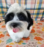 HART, a male Mal Shi for sale in Snowflake, AZ – 1 of 7