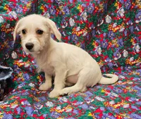Rachel , a female Morkie for sale in Snowflake, AZ – 5 of 6