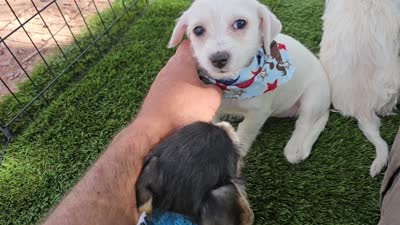 Rachel , a female Morkie for sale in Snowflake, AZ – 5 of 5