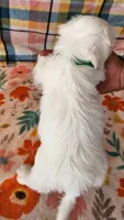 George, a male Morkie and Mal Shi for sale in Snowflake, AZ – 2 of 6