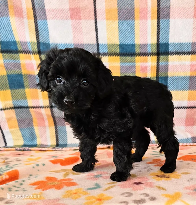 Whitney  – Yorkipoo puppy for sale in Snowflake, AZ