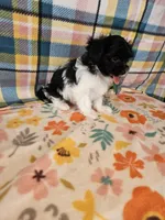 Playful Patch, a male Maltese and Mal Shi for sale in Snowflake, AZ – 5 of 8