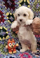 Moses, a male Maltese for sale in Snowflake, AZ – 5 of 6