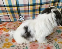SINATRA , a male Toy Australian Shepherd and Mal Shi for sale in Snowflake, AZ – 3 of 8
