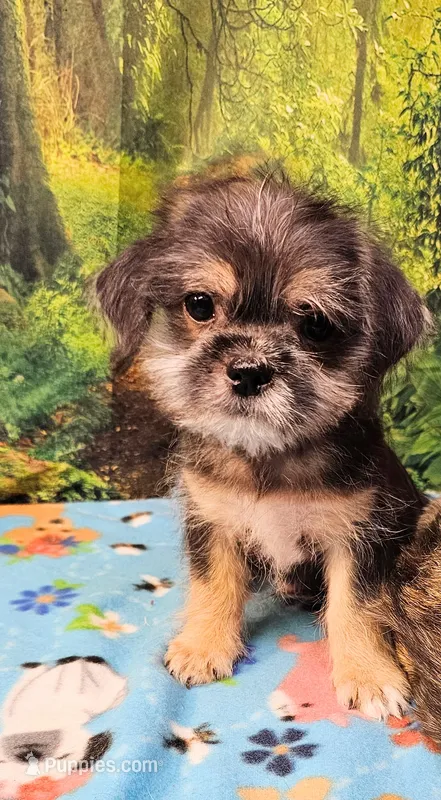 Bristol  – Toy Australian Shepherd, Mal Shi puppy for sale in Snowflake, AZ