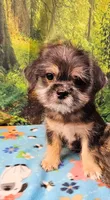 Bristol , a male Toy Australian Shepherd and Mal Shi for sale in Snowflake, AZ – 1 of 7