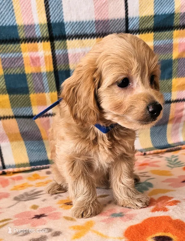 Sunny – Yorkipoo puppy for sale in Snowflake, AZ