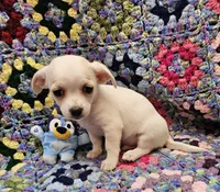 Elijah , a male Morkie for sale in Snowflake, AZ – 3 of 4