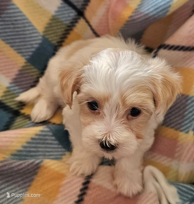 CATHRINE – Morkie puppy for sale in Snowflake, AZ