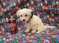 Pupcake, a female Morkie for sale in Snowflake, AZ – 1 of 7