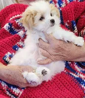 Garnett, a male Morkie for sale in Snowflake, AZ – 2 of 9