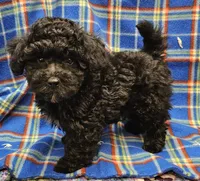 DINO, a male Maltipoo for sale in Snowflake, AZ – 1 of 7