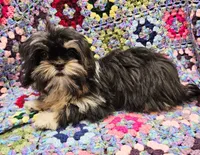FANNY, a female Toy Australian Shepherd and Mal Shi for sale in Snowflake, AZ – 9 of 10