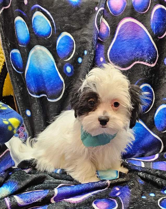 Paul – Morkie, Mal Shi puppy for sale in Snowflake, AZ