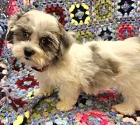 Breezy , a female Maltese and Toy Australian Shepherd for sale in Snowflake, AZ – 3 of 10