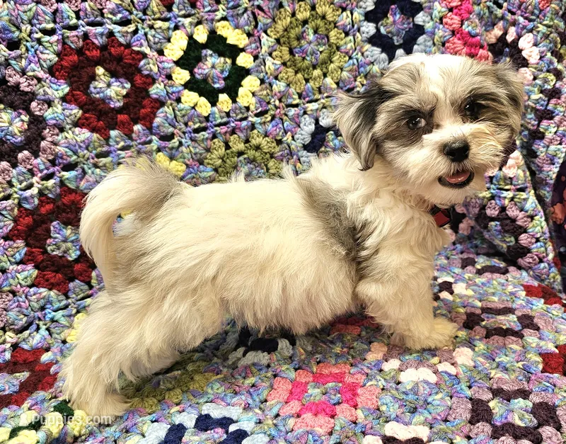 Breezy – Maltese, Toy Australian Shepherd puppy for sale in Snowflake, AZ