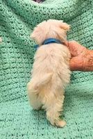 CASPER , a male Maltese and Morkie for sale in Snowflake, AZ – 2 of 8
