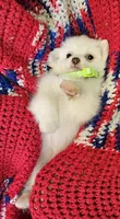 LINDSAY , a female Pomeranian and Morkie for sale in Snowflake, AZ – 4 of 9
