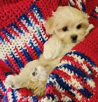 SUNKIST, a female Shih Tzu and Morkie for sale in Snowflake, AZ – 5 of 6