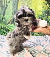 SABRINA , a female Toy Australian Shepherd and Mal Shi for sale in Snowflake, AZ – 2 of 8