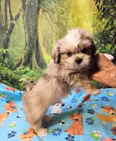 Mohawk , a male Toy Australian Shepherd and Mal Shi for sale in Snowflake, AZ – 3 of 8