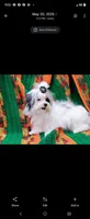 Puperoni, a male Morkie for sale in Snowflake, AZ – 9 of 10