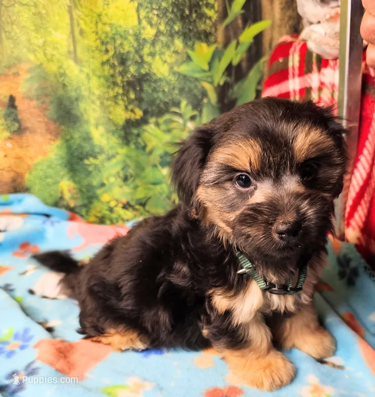 Danny  – Morkie puppy for sale in Snowflake, AZ