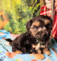 Danny , a male Morkie for sale in Snowflake, AZ – 1 of 7