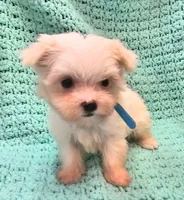 CASPER , a male Maltese and Morkie for sale in Snowflake, AZ – 5 of 8