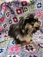 FANNY, a female Toy Australian Shepherd and Mal Shi for sale in Snowflake, AZ – 2 of 10