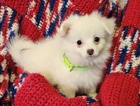 LINDSAY , a female Pomeranian and Morkie for sale in Snowflake, AZ – 7 of 9