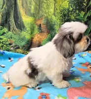 SINATRA , a male Toy Australian Shepherd and Mal Shi for sale in Snowflake, AZ – 4 of 8