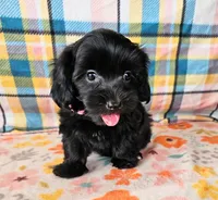 ANGIE, a female Morkie for sale in Snowflake, AZ – 3 of 8