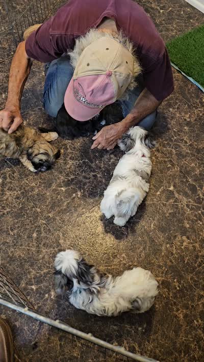 LINDSAY , a female Maltese and Toy Australian Shepherd for sale in Snowflake, AZ – 8 of 8