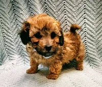 Luigi , a male Maltipoo for sale in Snowflake, AZ – Photo 2 of 10