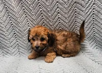 Luigi , a male Maltipoo for sale in Snowflake, AZ – Photo 4 of 10