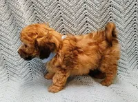 Luigi , a male Maltipoo for sale in Snowflake, AZ – Photo 10 of 10