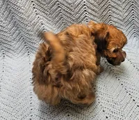 Luigi , a male Maltipoo for sale in Snowflake, AZ – Photo 6 of 10