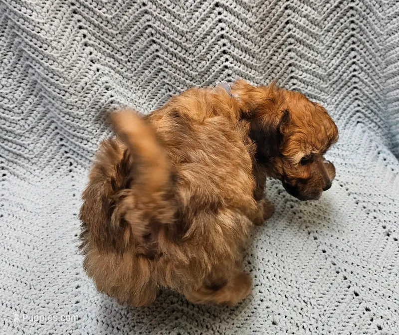 Luigi , a male Maltipoo for sale in Snowflake, AZ – Photo 1 of 10