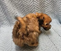 Luigi , a male Maltipoo for sale in Snowflake, AZ – Photo 1 of 10